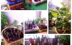 Городи на підвіконні